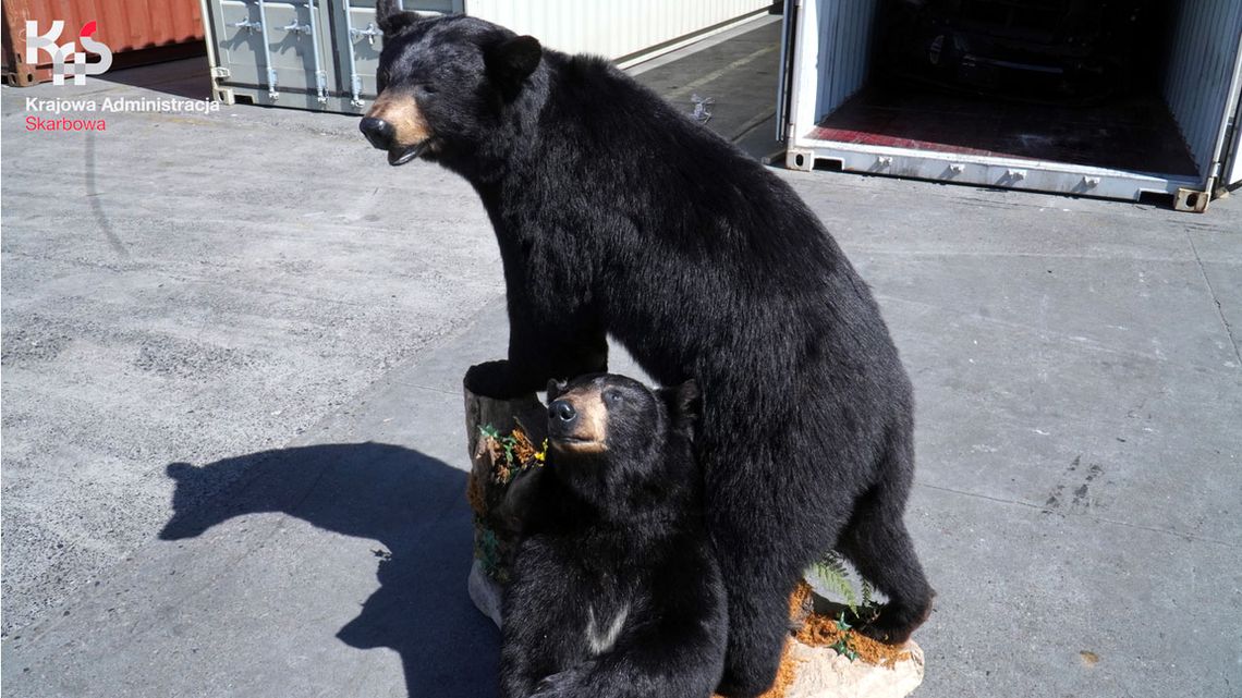 W Gdyni zatrzymano dwa... spreparowane niedźwiedzie