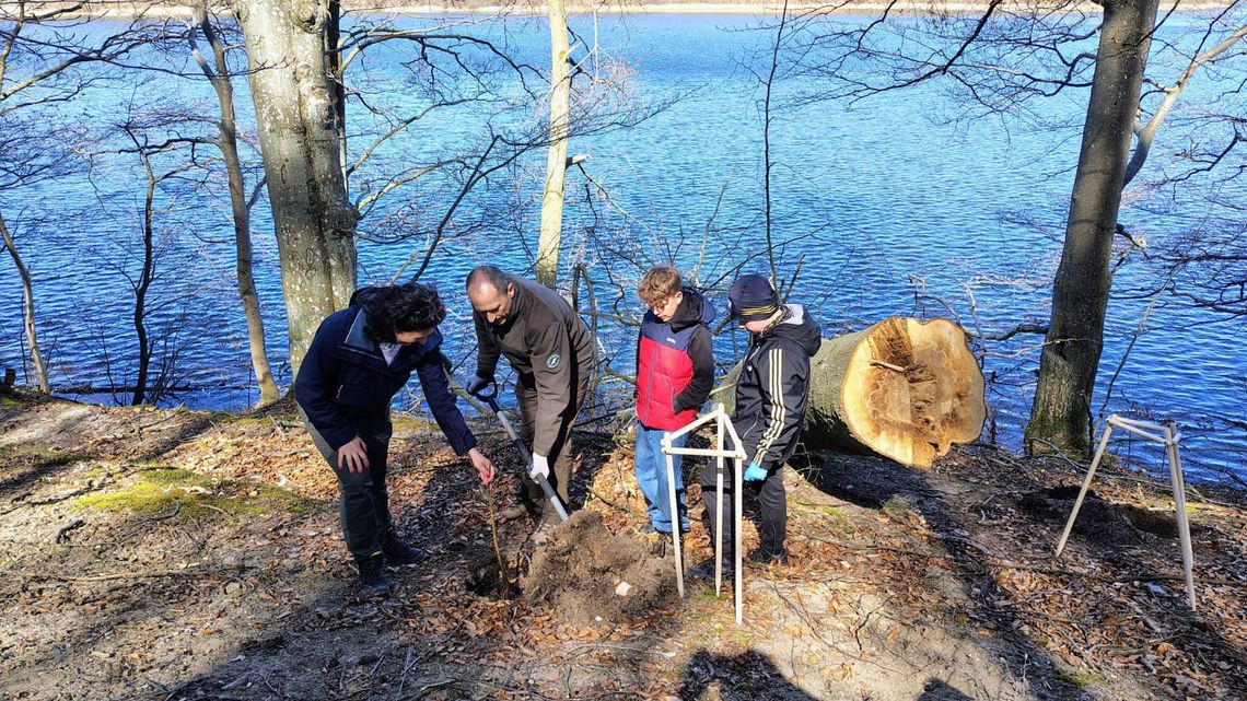 W Kartuzach posadzili kilkadziesiąt lip. Zastąpią wycięte pół roku temu buki
