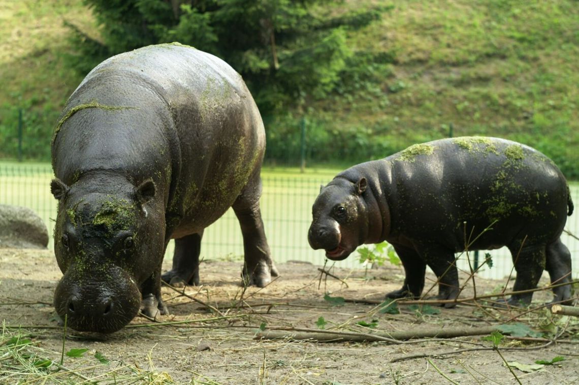 W wakacje gdańskie zoo oferuje zwiedzanie z przewodnikiem