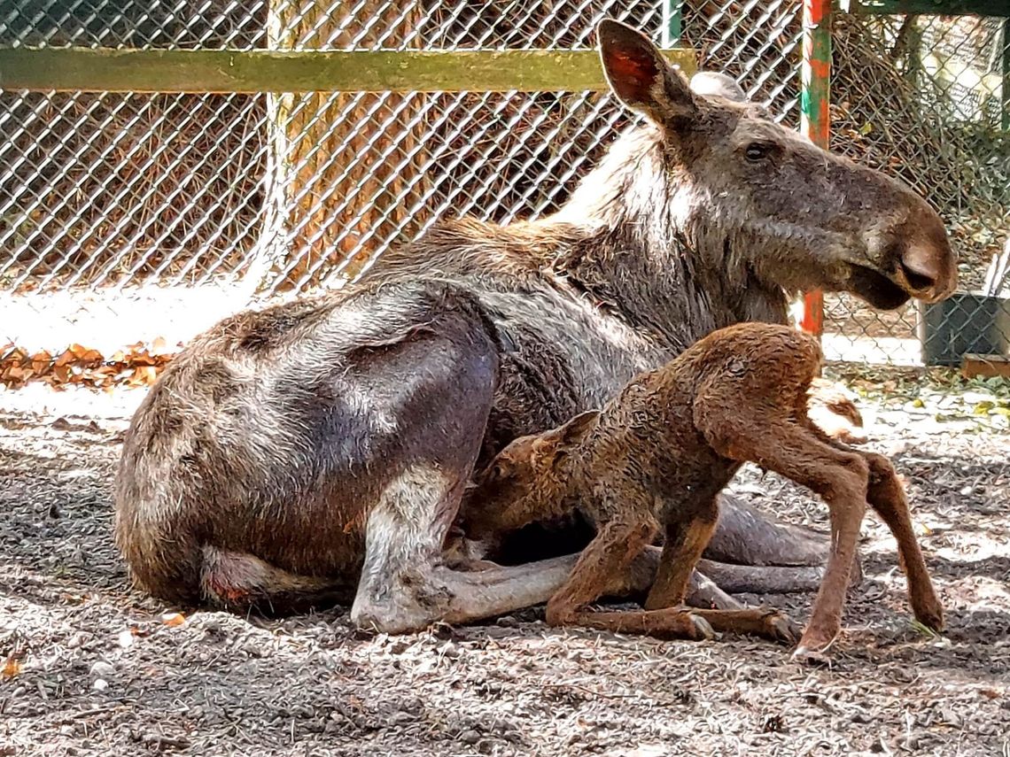 W zoo w Gdańsku urodziły się dwa łosie euroazjatyckie