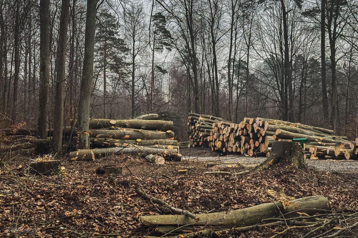 Ważą się losy lasów w Nadleśnictwie Kolbudy. Joanna Kreft-Baka i Mirosław Baka apelują o pomoc wycinka drzew, zdjęcie ilustracyjne
