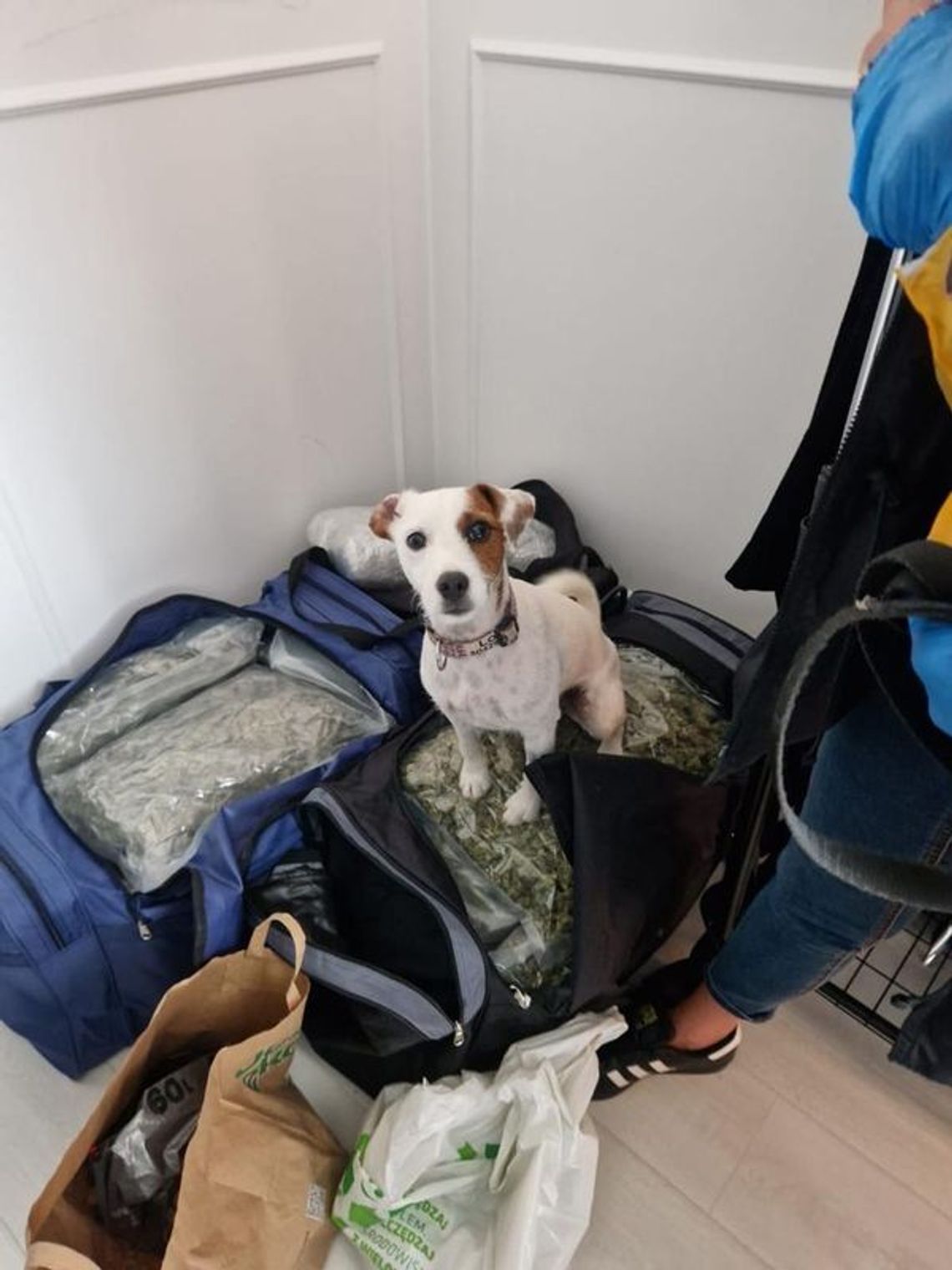 Wejherowo – Posiadali około 25 kilogramów narkotyków – zostali tymczasowo aresztowani na okres 3 miesięcy, pies Lola do wykrywania narkotyków