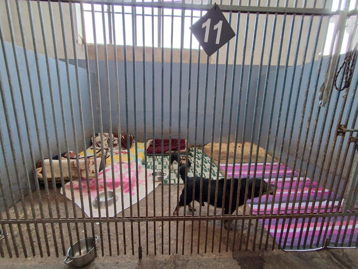 kontrola schroniska dla zwierząt, zdjęcie ilustracyjne