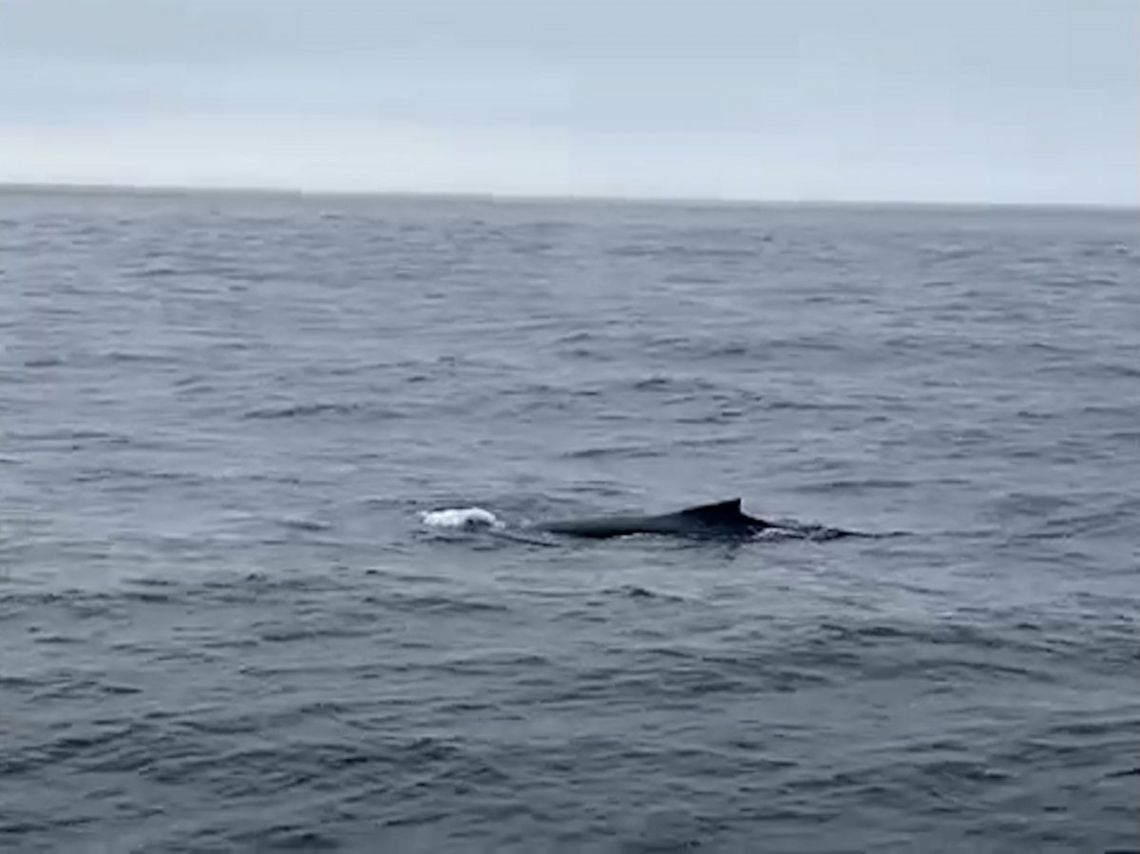 wieloryb w Morzu Bałtyckim