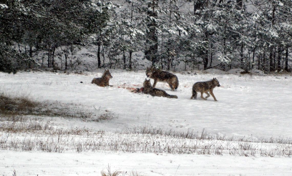 Wilki w okolicach Borska zaobserwowane podczas siesty
