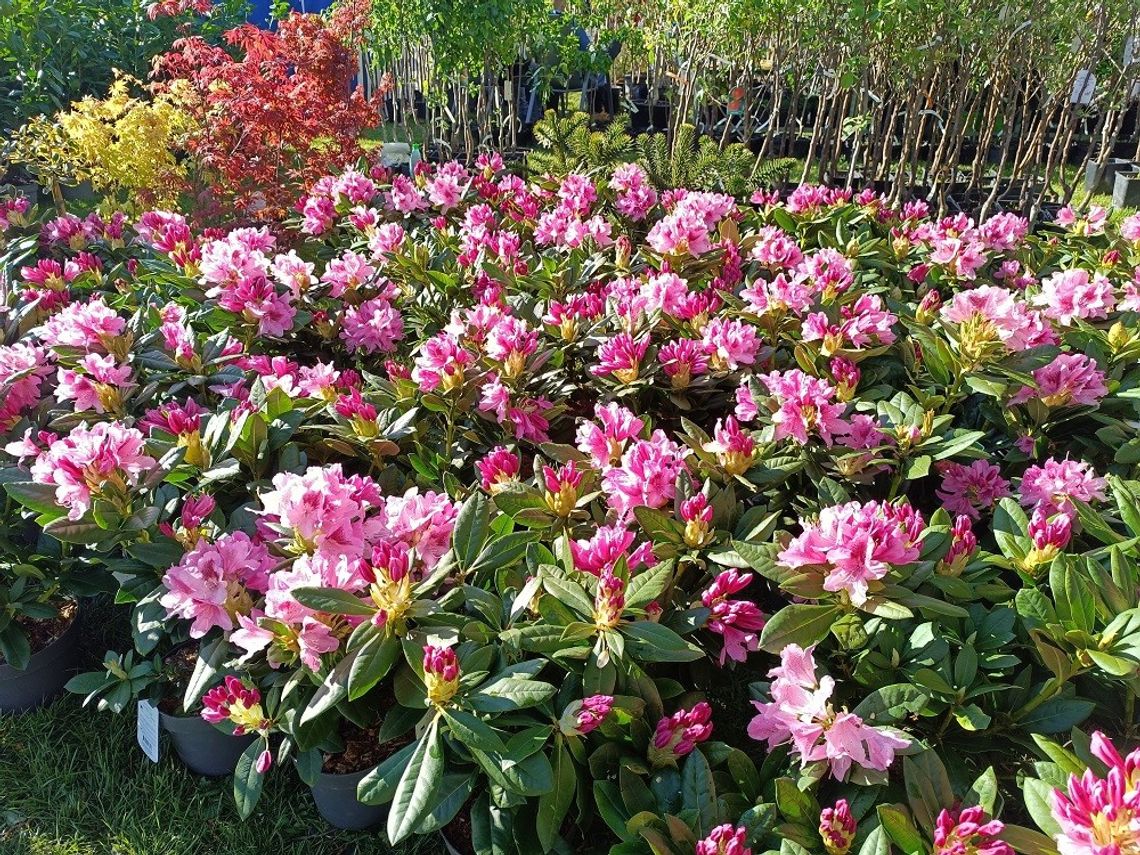 Wiosenne święto ogrodnictwa w Starym Polu! W weekend startują targi