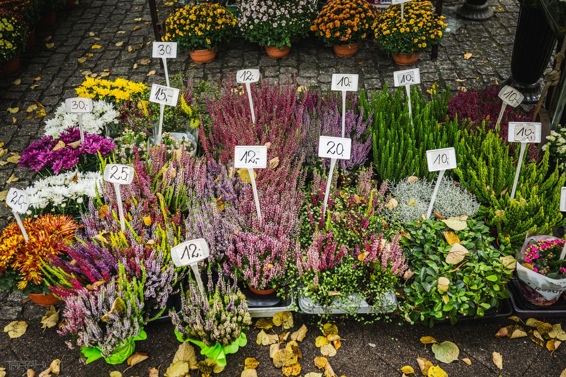 sprzedaż wrzosów przy cmentarzu, Gdańsk