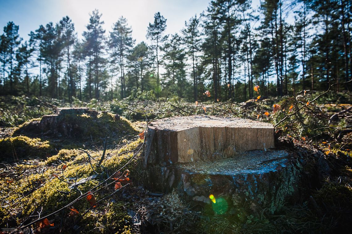 Wycinka w obszarze chronionym pod Otominem. „Rabunkowy wywóz drewna z lasu”?