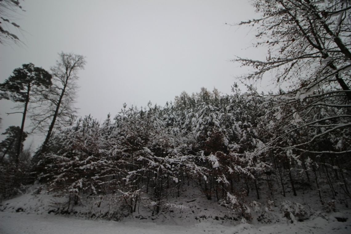 Droga Marnych Mostów, Trójmiejski Park Krajobrazowy