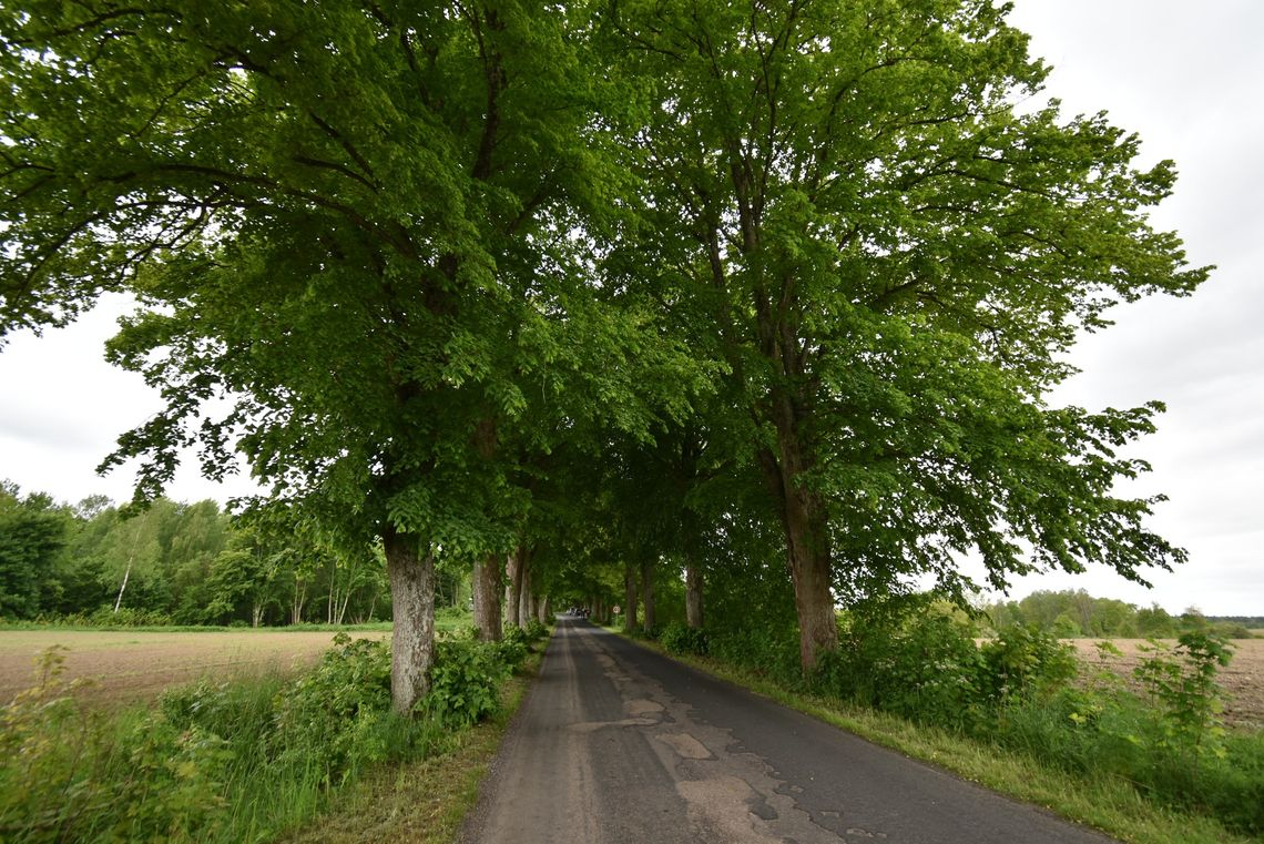 aleja drzew na trasie Kołczygłowy-Cetyń-Poborowo