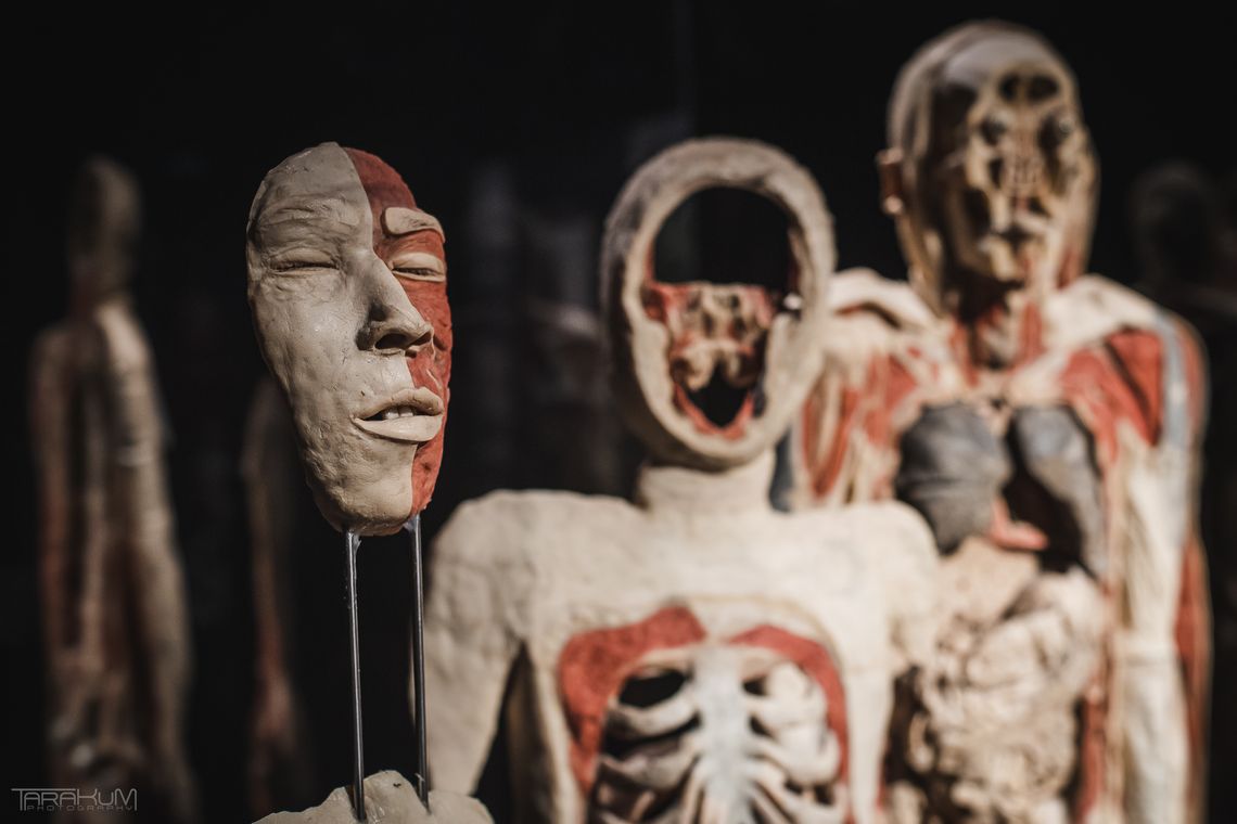 Wystawa Body Worlds znowu w Gdańsku. Ekspozycję można zwiedzać w Amber Expo