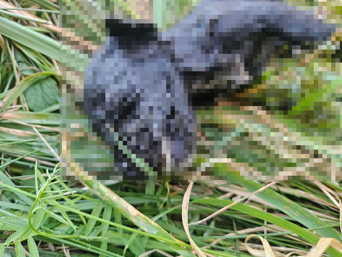 „Zabił je potwór”. W Sztumskim Polu ktoś wrzucił szczeniaki do stawu, szuka go policja