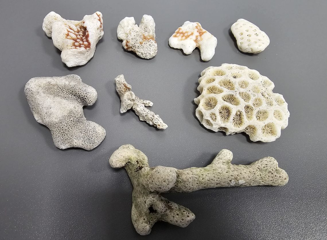koralowce znalezione w bagażu, Gdańsk