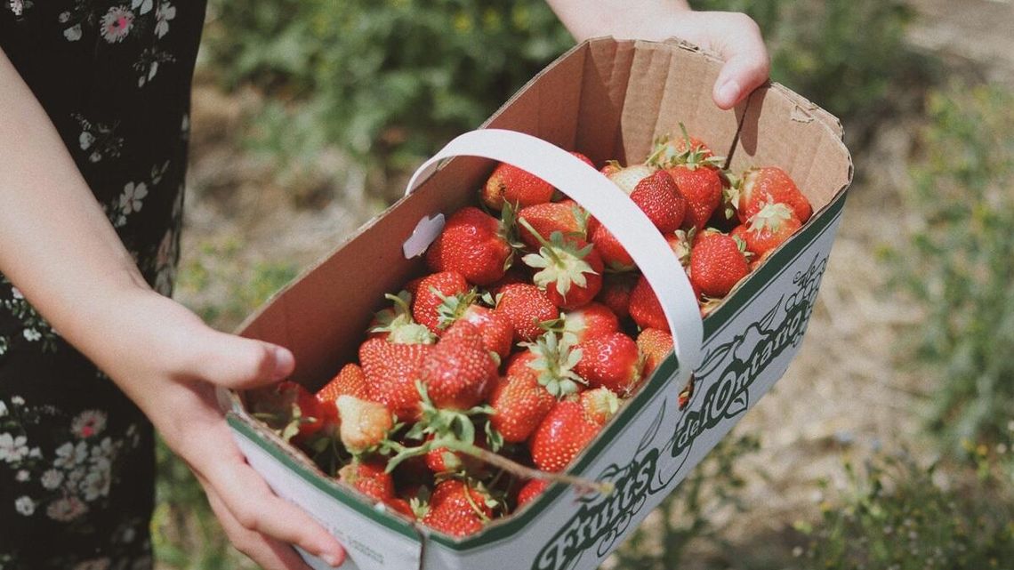 zbieranie truskawek, zdjęcie ilustracyjne