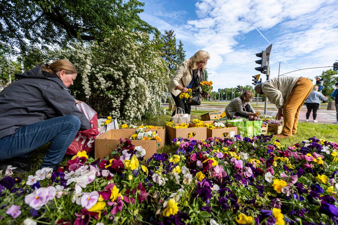 „Zbrataj się z bratkiem”. Gdańszczanie znów przygarnęli kwiaty
