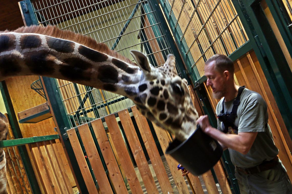 Zoo w Gdańsku: Samica żyrafy zastąpi 9-letniego samca
