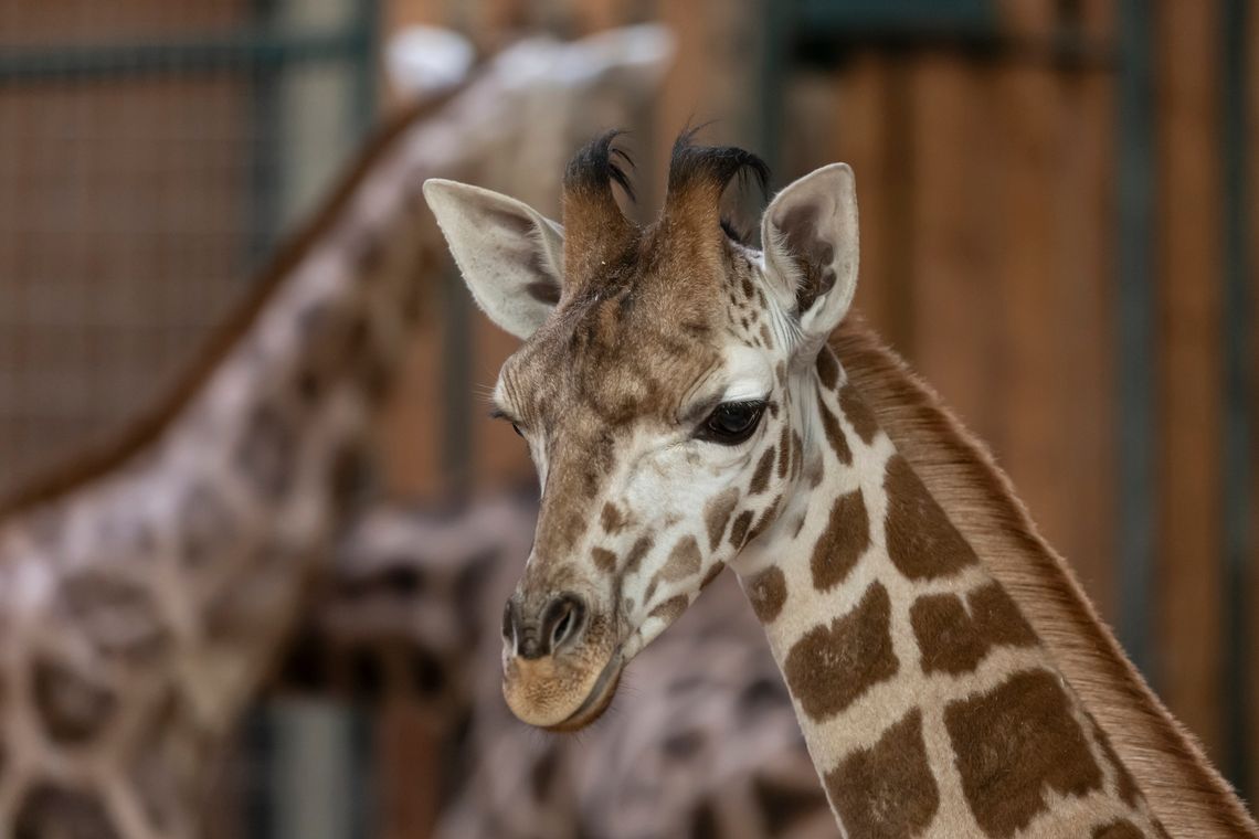 Cardi, nowa mieszkanka gdańskiego zoo