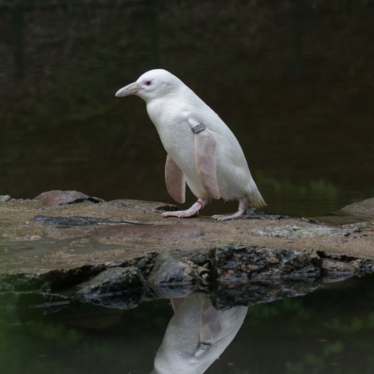 Kokosanka, niezwykła pingwinka z gdańskiego zoo