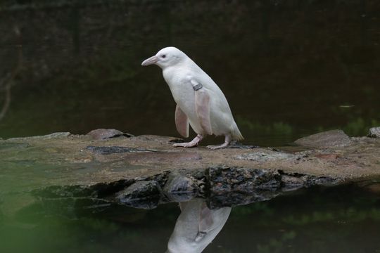 Kokosanka, pingwinka, zoo Gdańsk