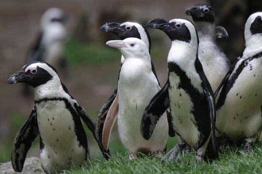 Kokosanka, pingwinka, zoo Gdańsk