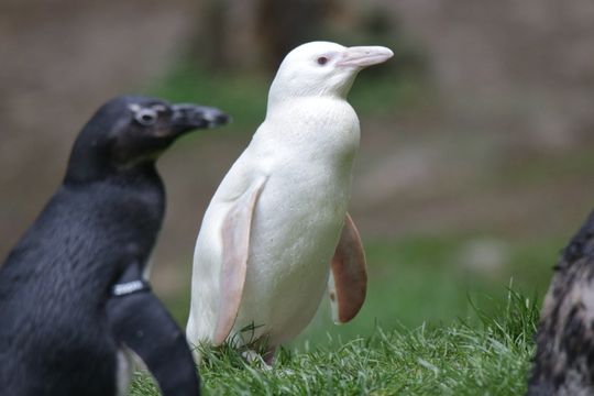 Kokosanka, pingwinka, zoo Gdańsk