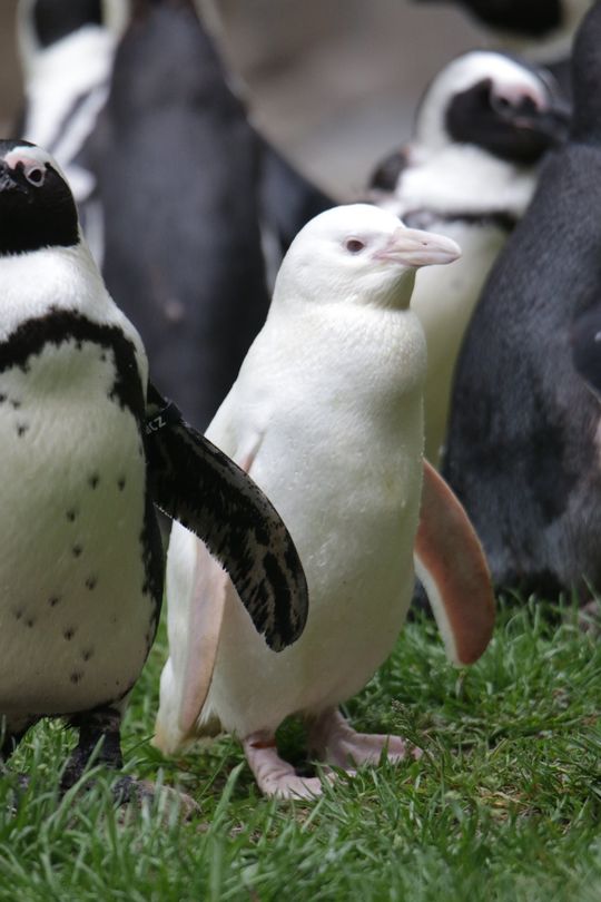 Kokosanka, pingwinka, zoo Gdańsk