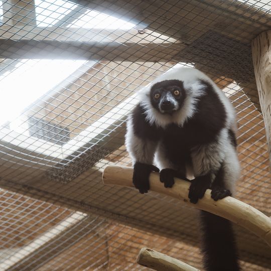 Lemur wari nowym lokatorem zoo w Gdańsku [ZDJĘCIA]