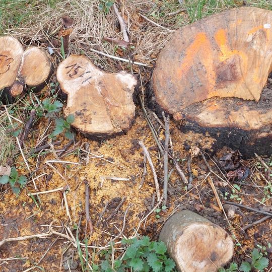 Wycinka drzew i krzewów przy ul. Płońskiej w Gdańsku