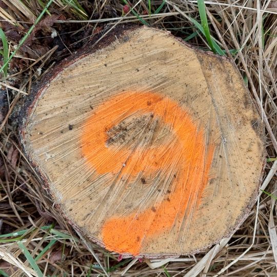 Wycinka drzew i krzewów przy ul. Płońskiej w Gdańsku