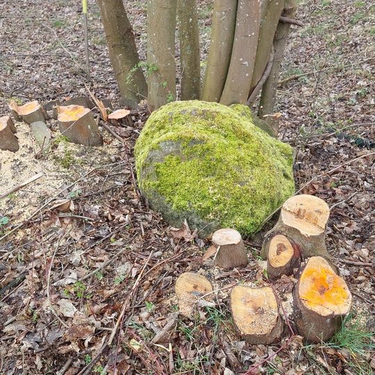 Wycinka drzew i krzewów przy ul. Płońskiej w Gdańsku