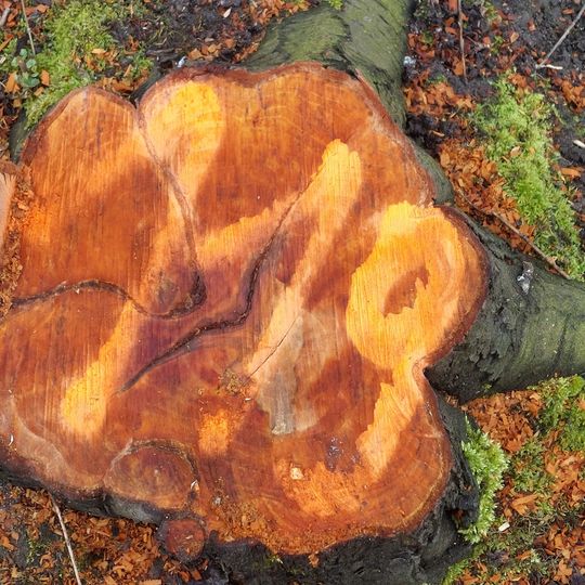 Wycinka drzew i krzewów przy ul. Płońskiej w Gdańsku