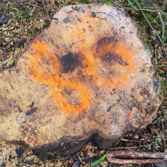 Wycinka drzew i krzewów przy ul. Płońskiej w Gdańsku