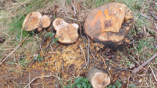 Wycinka drzew i krzewów przy ul. Płońskiej w Gdańsku