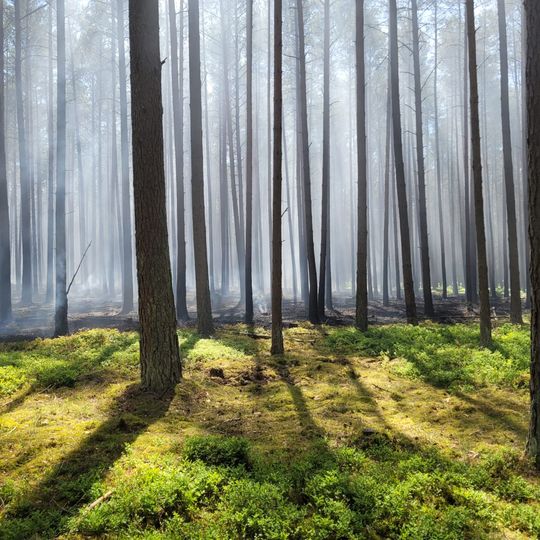 Pożar w Parku Narodowym „Bory Tucholskie”. Spłonął hektar lasu