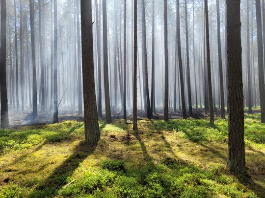 pożar w Parku Narodowym „Bory Tucholskie”