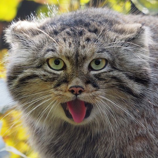 samica manula, zoo Gdańsk