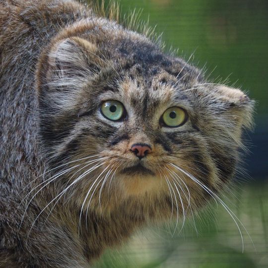 samica manula, zoo Gdańsk