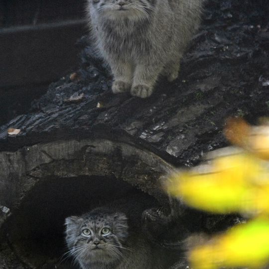 samiec i samica manula, zoo Gdańsk