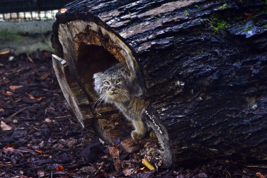 samica manula, zoo Gdańsk