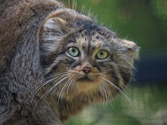 samica manula, zoo Gdańsk