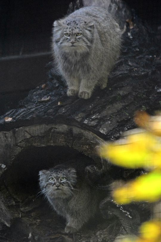 samiec i samica manula, zoo Gdańsk