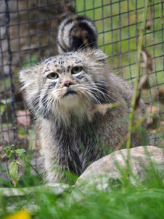 samiec Manuel, zoo Gdańsk