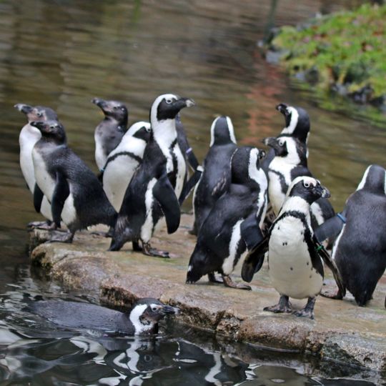 pingwiny przylądkowe, zoo Gdańsk