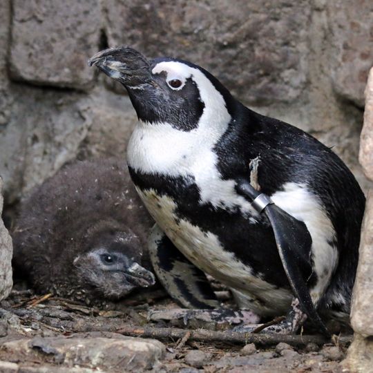 pingwiny przylądkowe, zoo Gdańsk