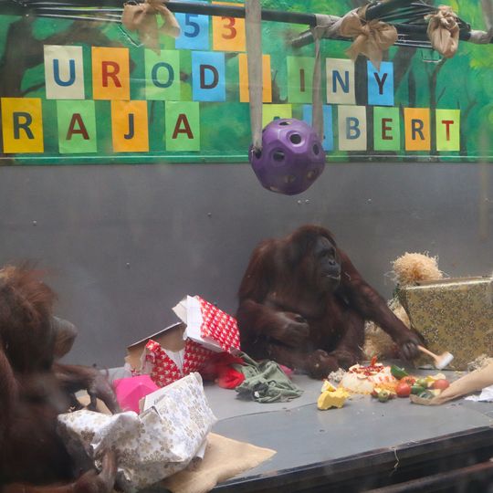 Orangutany z gdańskiego ZOO świętują 53. urodziny i srebrne gody