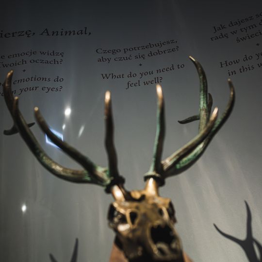 „FAUNA. Zwierzęta na wojnie i ich ludzie”, nowa wystawa w Muzeum II Wojny Światowej w Gdańsku