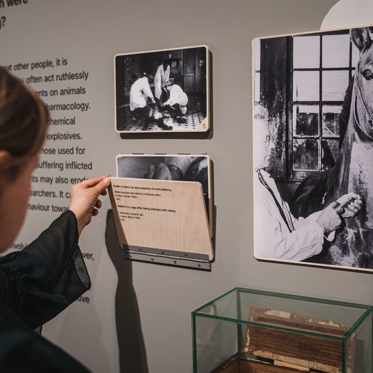 „FAUNA. Zwierzęta na wojnie i ich ludzie”, nowa wystawa w Muzeum II Wojny Światowej w Gdańsku