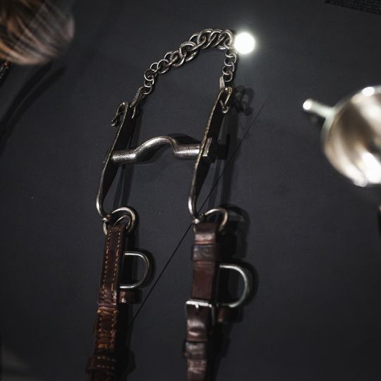 „FAUNA. Zwierzęta na wojnie i ich ludzie”, nowa wystawa w Muzeum II Wojny Światowej w Gdańsku