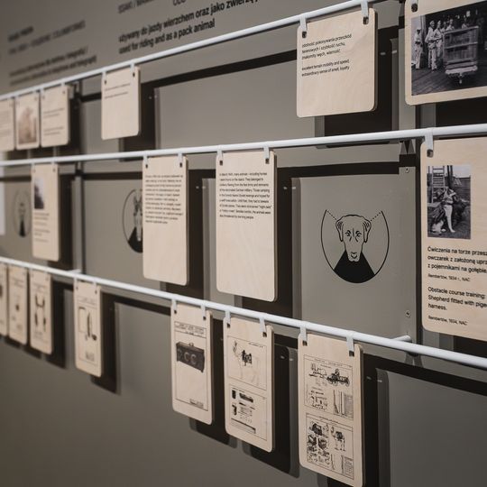 „FAUNA. Zwierzęta na wojnie i ich ludzie”, nowa wystawa w Muzeum II Wojny Światowej w Gdańsku