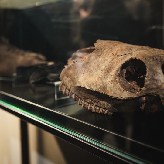 „FAUNA. Zwierzęta na wojnie i ich ludzie”, nowa wystawa w Muzeum II Wojny Światowej w Gdańsku